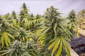 weed plants.jpg weed plants.jpg
